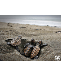 گونه لاکپشت پوزه عقابی Hawksbill Turtle